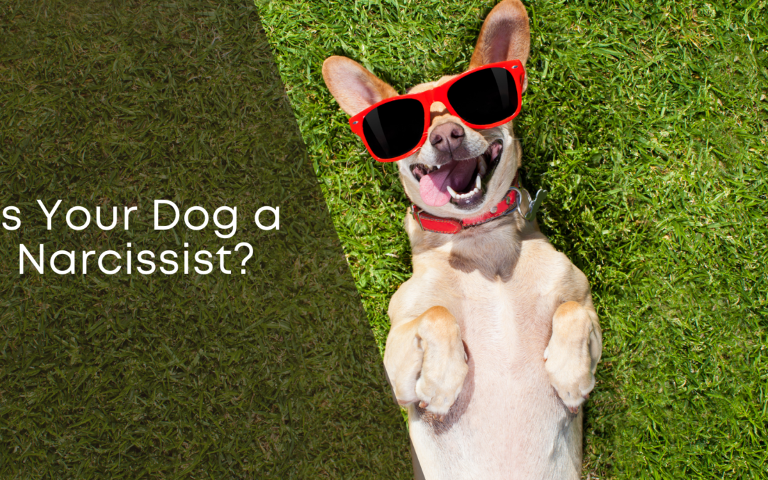 Is Your Dog a Narcissist?